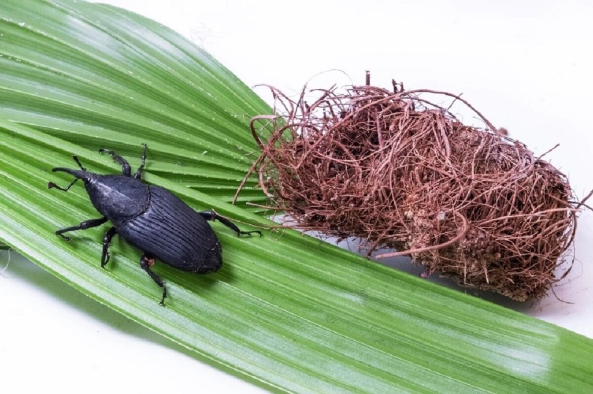 A South American palm weevil is pictured next to a cocoon from which it emerged. 