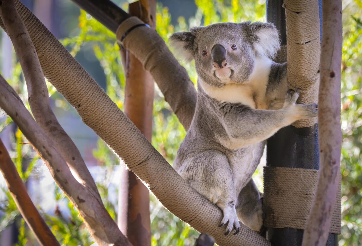 "Tenkin," an eight-year-old Queensland koala, one of the koala's at the San Diego Zoo.