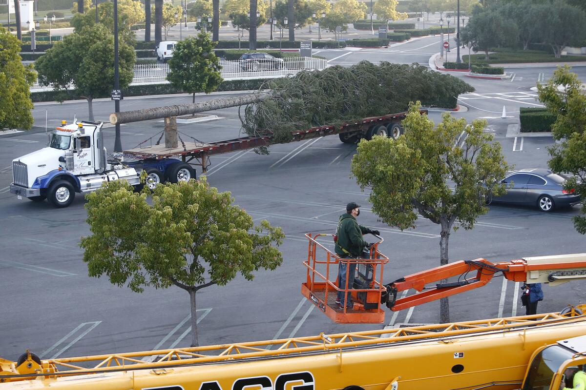 Fashion Island's 90-foot-tall holiday white fir tree waits in a parking lot.