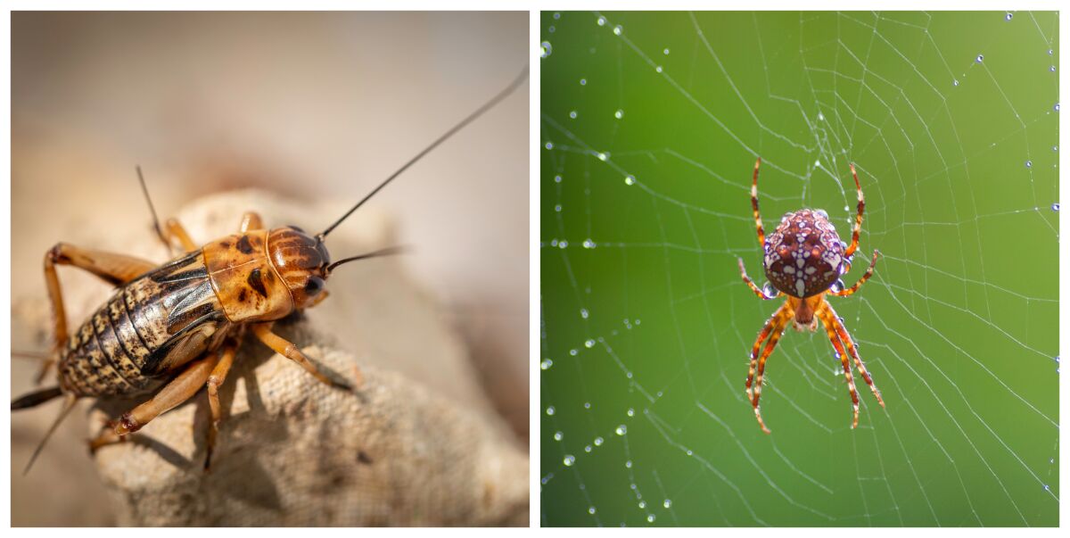 Which is better, a cricket or a spider? Inga and her husband, Olof, have different views.