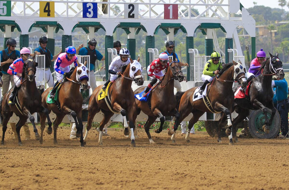 A line of horses at a racetrack starting gate.