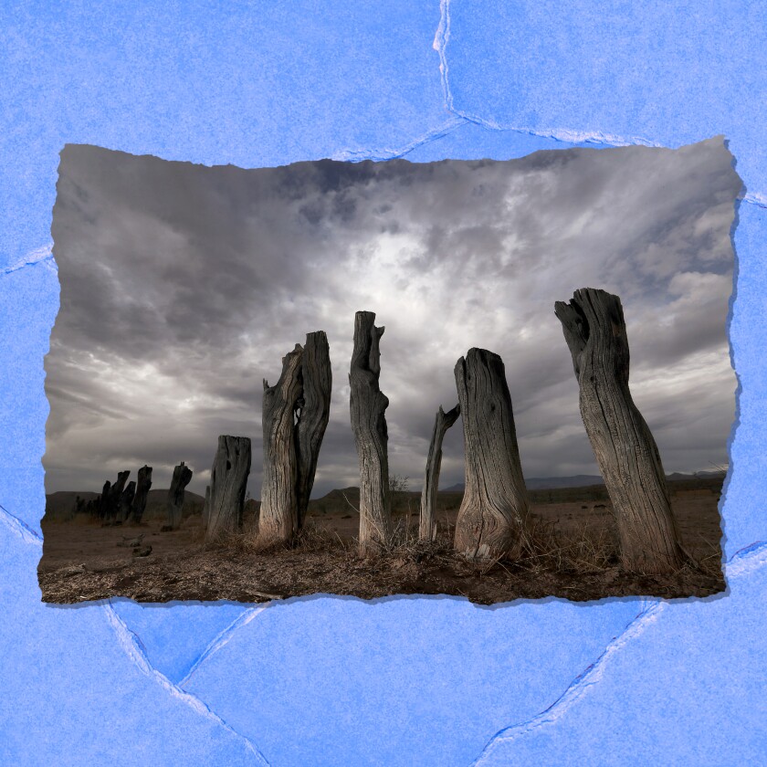 Tree stumps poking out from the earth