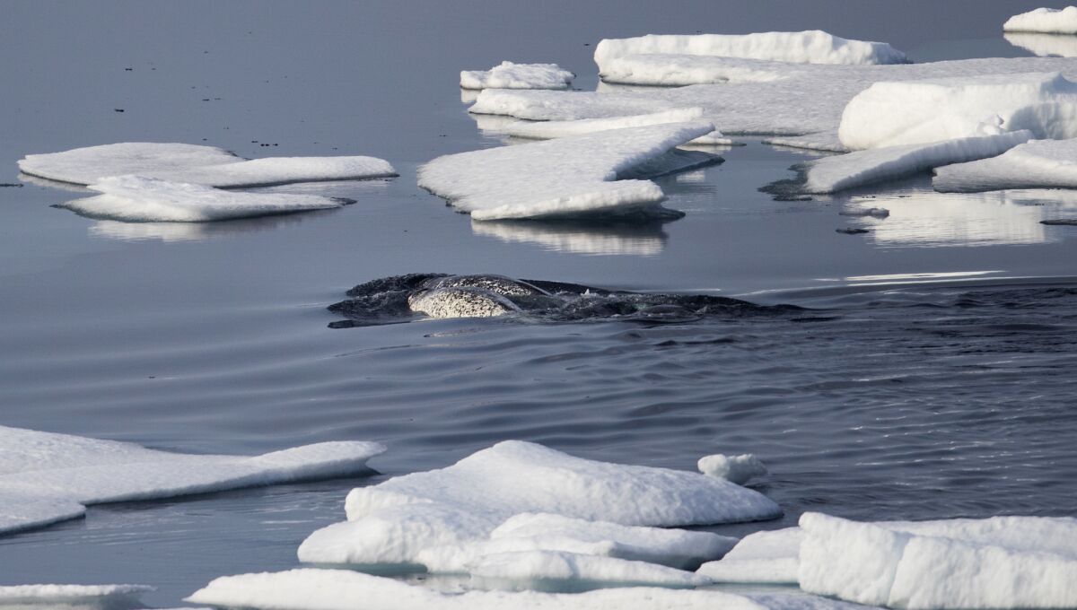 Narwhals swim between sea ice in the Canadian Arctic archipelago.