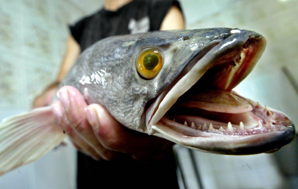 The snakehead fish, illegal in most U.S. states because of its danger as an invasive predator, is able to live outside water for days.