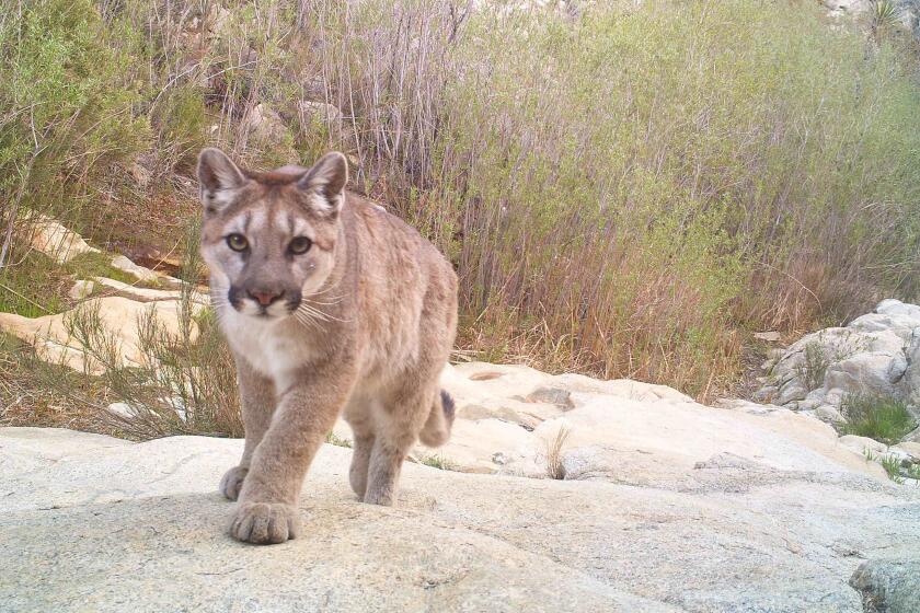 A mountain lion in Joshua Tree National Park taken by a motion camera