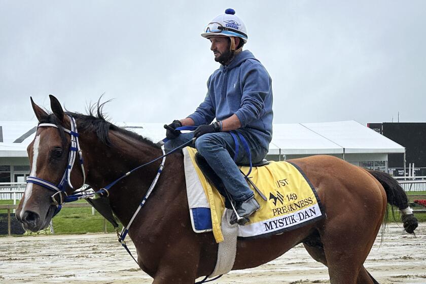 Kentucky Derby winner Mystik Dan, ridden by Robby Albarado, walks on the track at Pimlico Race Course, Wednesday, May 15, 2024, in Baltimore. Albarado has been an exercise rider for Mystik Dan, the Kentucky Derby winner. What better person to have getting the horse ready for the Preakness than Albarado, who has won the second leg of the Triple Crown twice. (AP Photo/Stephen Whyno)