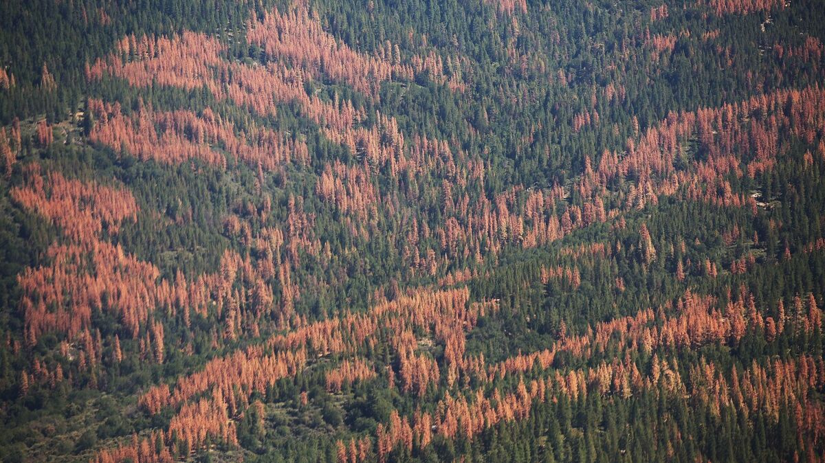 Large swaths of brown dead trees on the Western slopes of the Sierra Nevada Mountains to the east of the San Joaquin Valley on July 28, 2015.