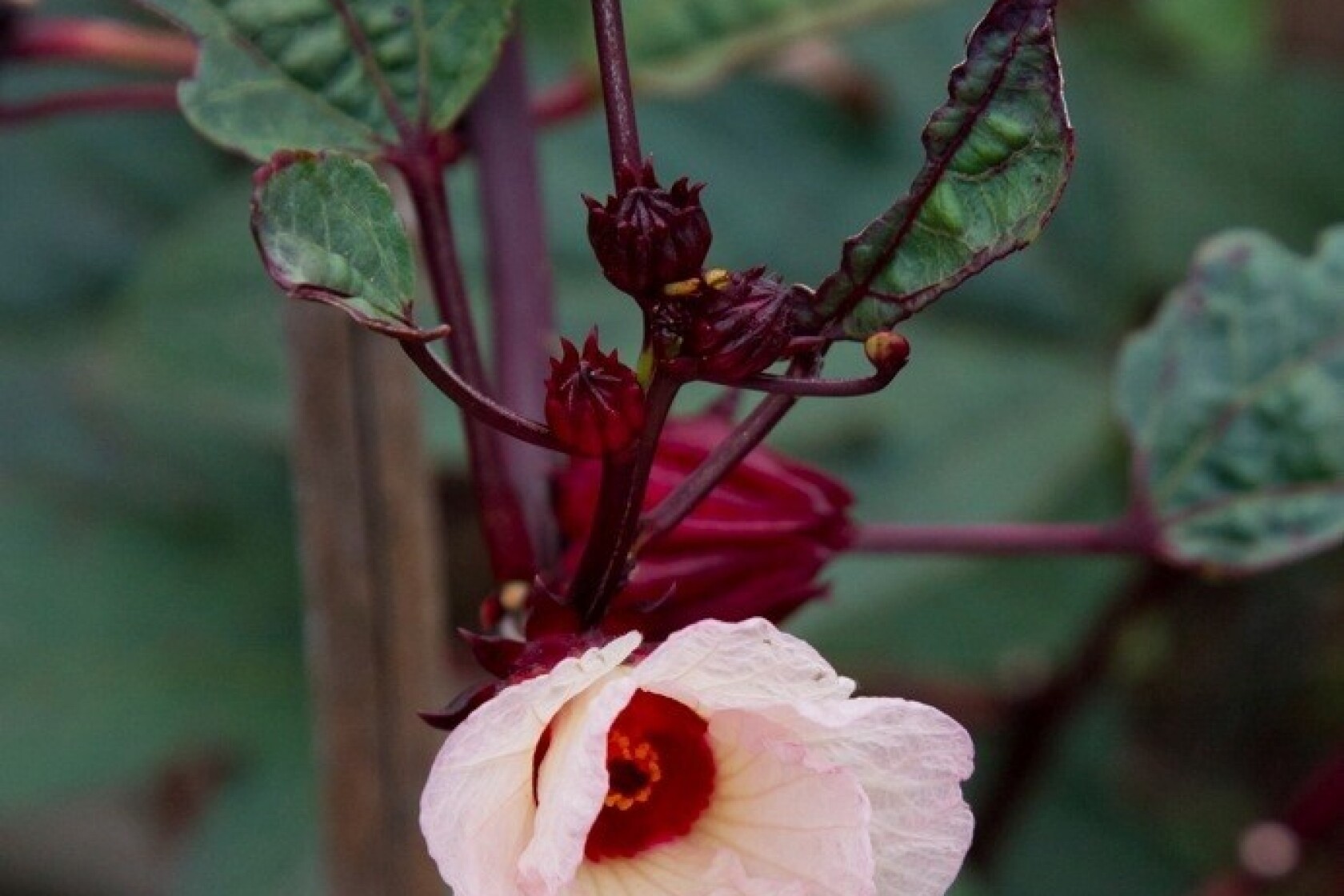 Roselle Plant Now For Hibiscus Tea Flowers Later Los