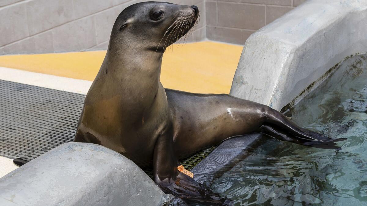California sea lion Yakshack recuperates at the Marine Mammal Center, a rescue center in Sausalito, Calif. The center says California sea lions are coming down with a potentially fatal bacterial infection in near-record numbers.