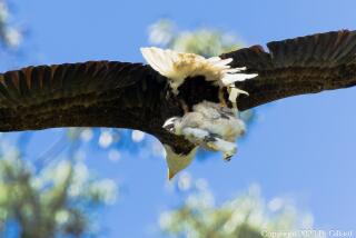A bald eagle mom carried a baby red-tailed hawk in her talons back to her nest in Northern California.