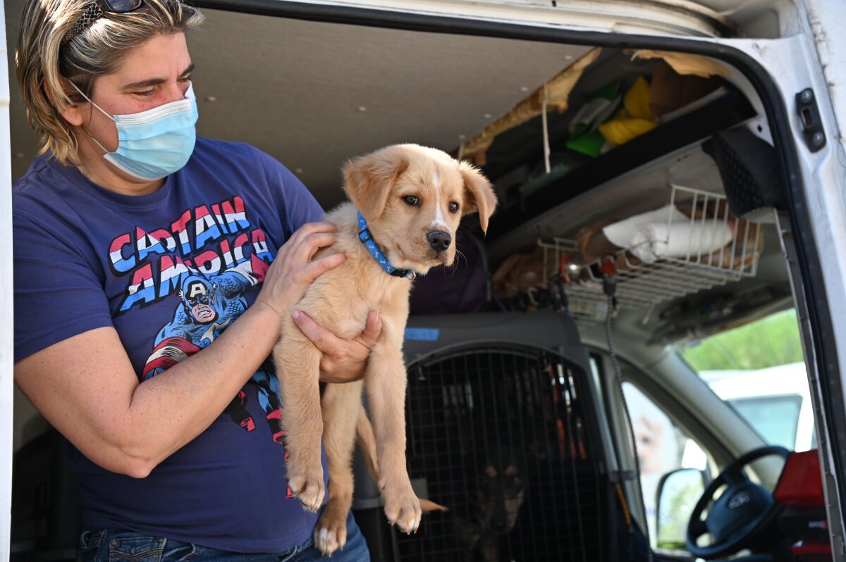 A rescued Texas dog arrives from a storm-affected shelter.