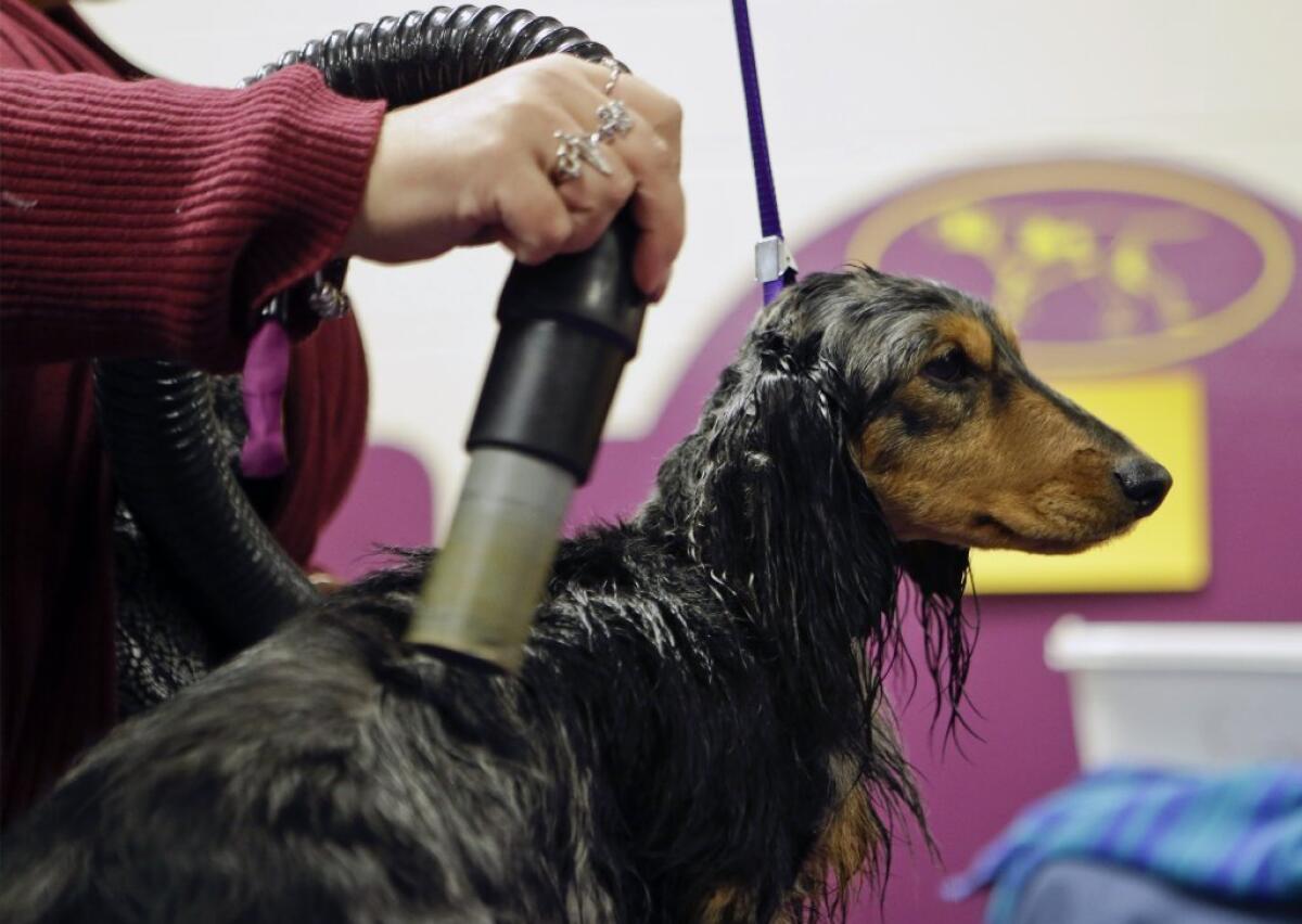 A groomer tends to a long-haired dachshund at the 138th Westminster Kennel Club dog show in New York.