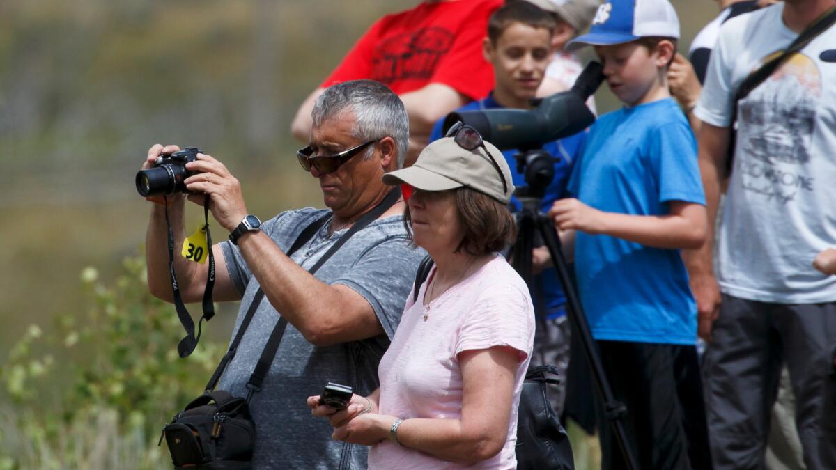 Tourists watch while a bears move around in a meadow in the Lamar Valley near the Petrified Tree in the Northern area of Yellowstone National Park.