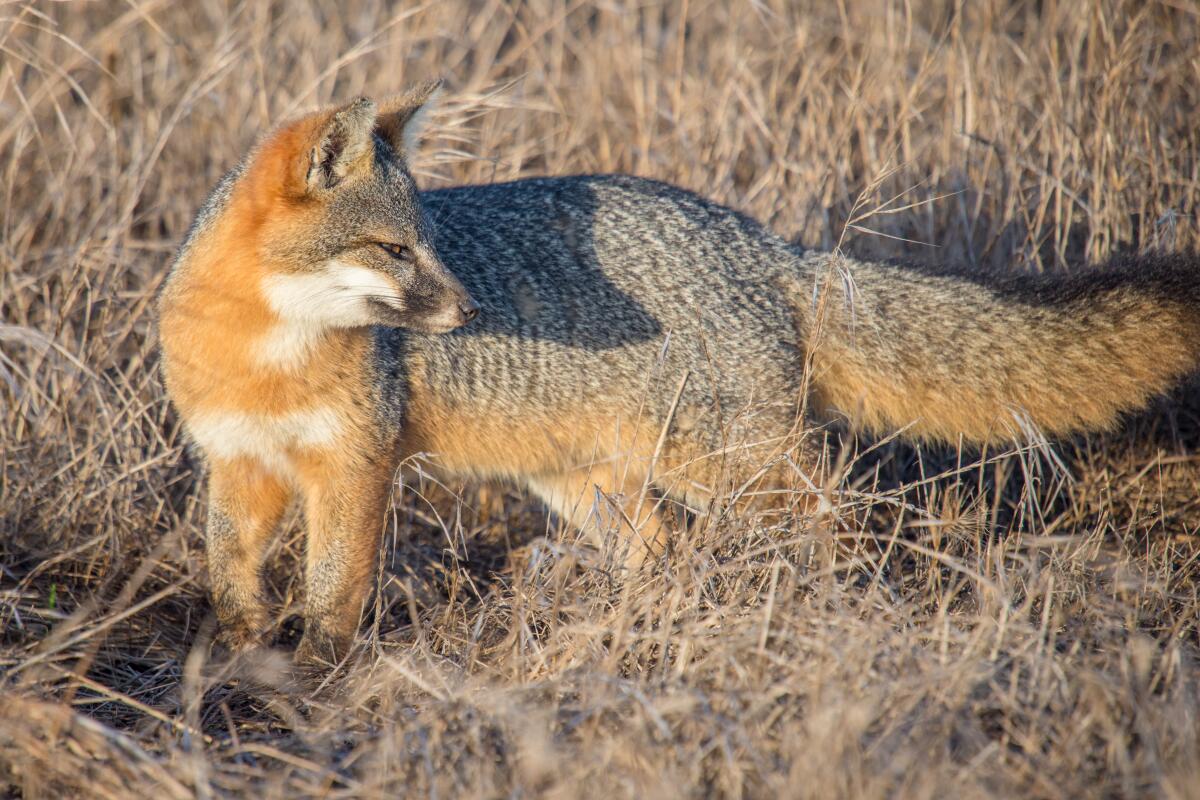 The island fox on the Channel Islands.