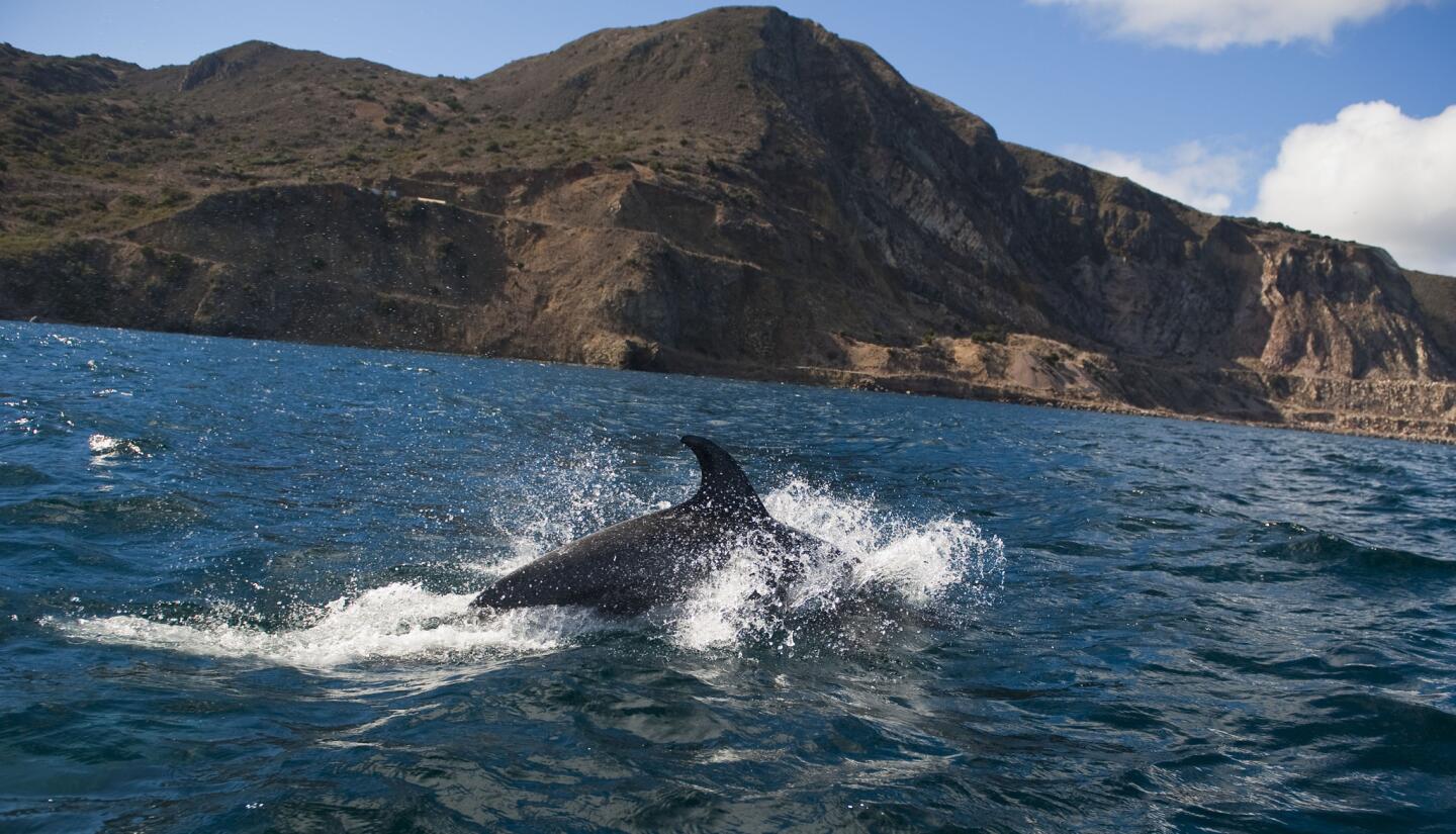 Spearfishing off Catalina Island