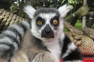 Maki the lemur was found to be in good health and was transported back to the the San Francisco Zoo on Thursday.