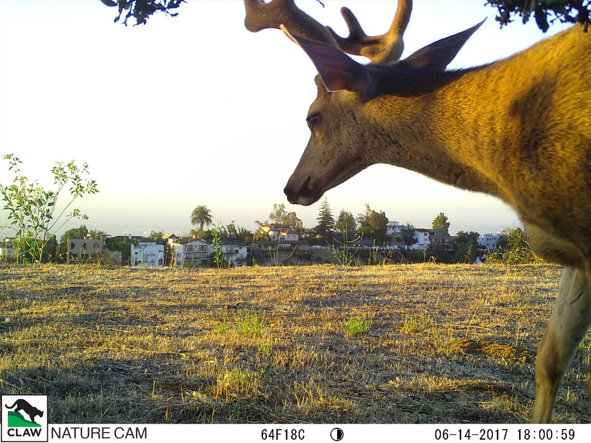 A deer stands on the edge of a field near a row of residences.