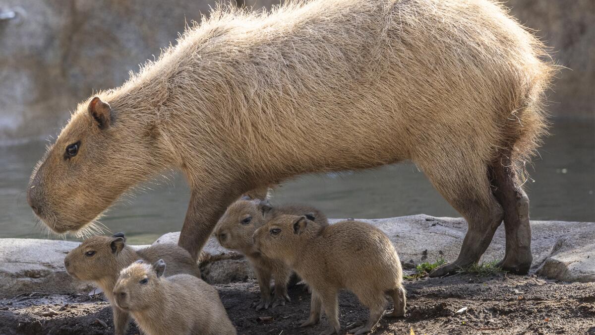 San Diego Zoo welcomes four capybara pups - The San Diego Union-Tribune