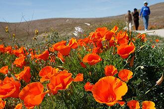 Visitors walk the trail as the fields are turning golden in the Antelope Valley California Poppy Reserve.