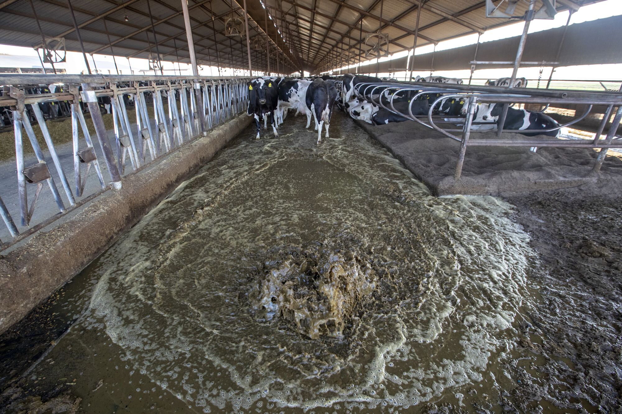 Cows stand in a barn as water gushes past their hooves, moving their waste toward a drain.
