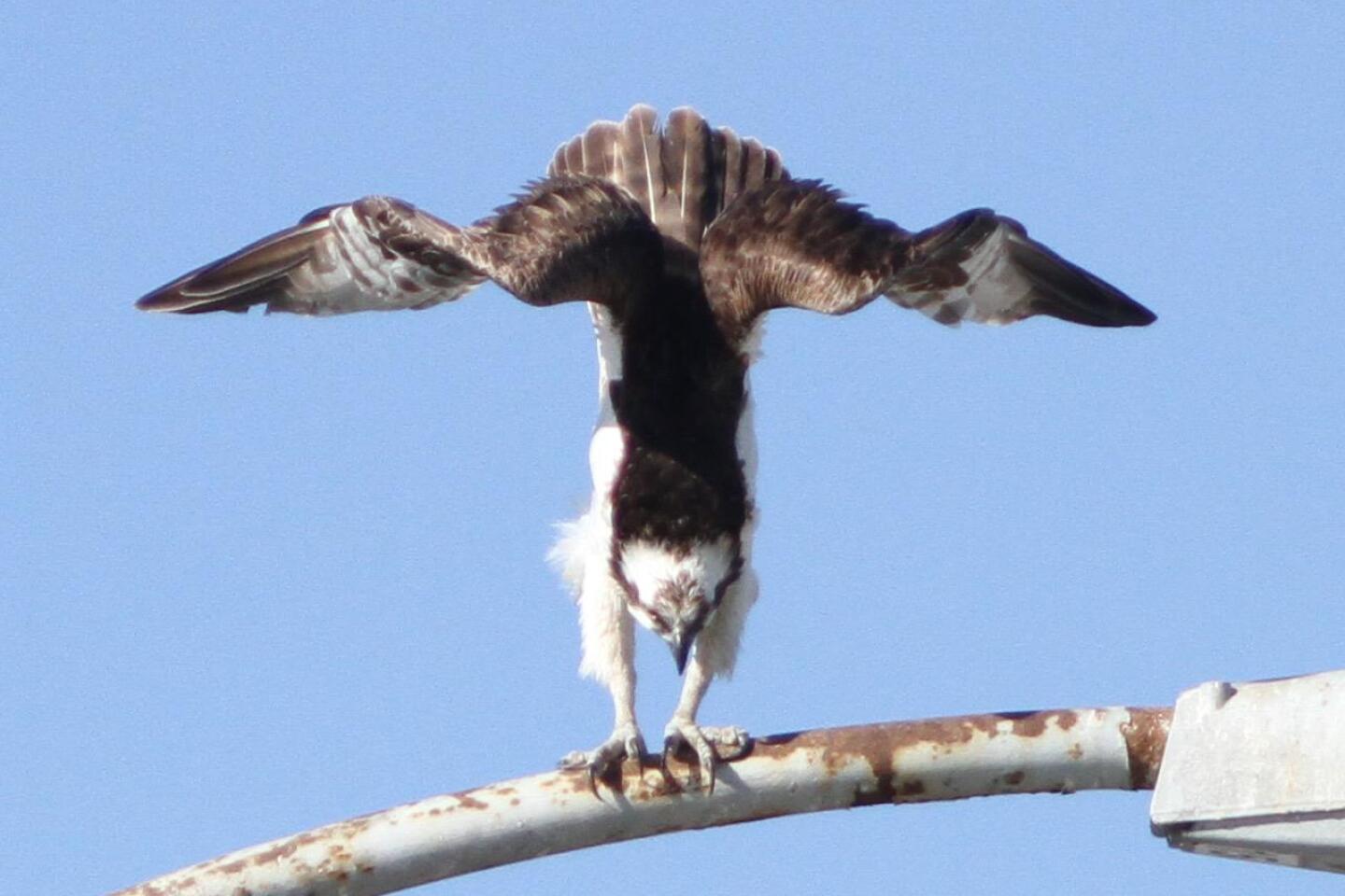 Ozzy the osprey performs some acrobatics.