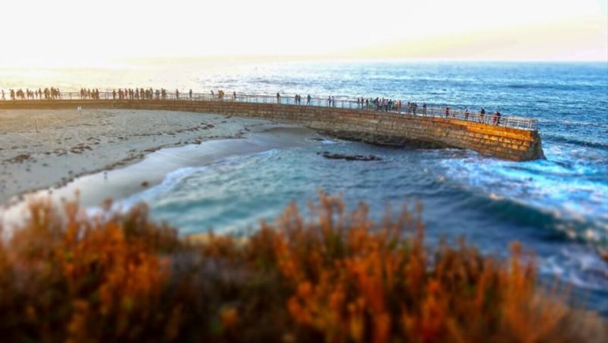 A panoramic view of the Children’s Pool and its sea wall in La Jolla