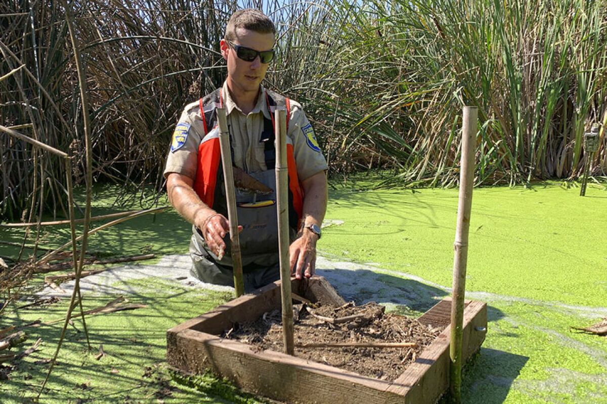 Sean McCain, a scientist with the California Department of Fish and Wildlife, sets up a feeding platform used to lure nutria in front of a surveillance camera in Stevinson, Calif.