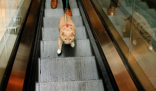Riding the escalator