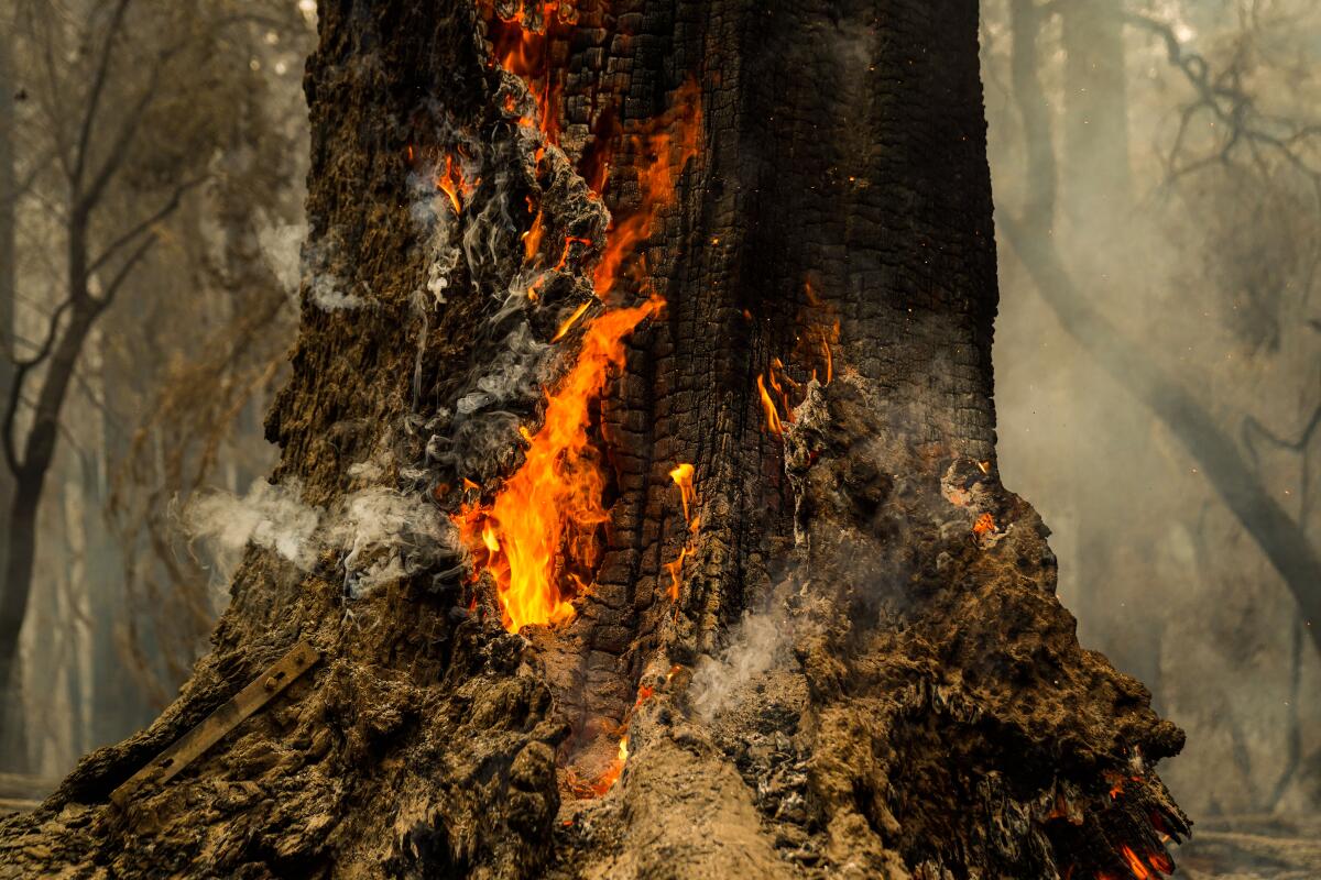 Smoke hangs low in the air at Big Basin Redwoods State Park as some redwoods are still on fire on Saturday in Boulder Creek.