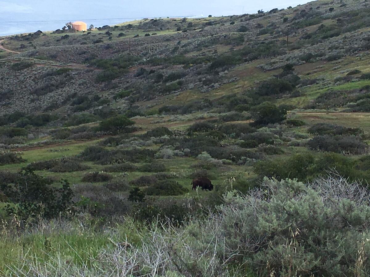 Visitors who hike around Catalina Island may site buffalo on the hillsides.