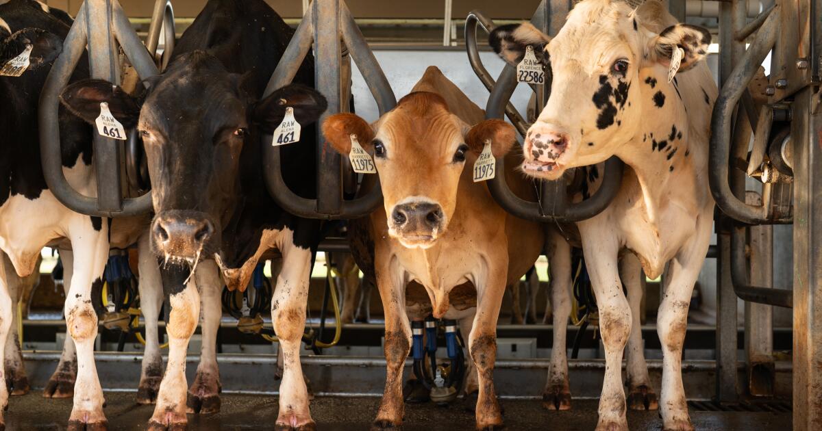 Bird flu warnings are going unheeded at many dairy farms Bird flu warnings are going unheeded at many dairy farms
