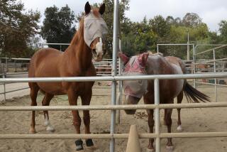 Evacuated horses at Serrano Creek Equestrian in Lake Forest. When the Airport Fire sparked and grew exponentially, volunteers sprang into action with the OC Animal Response Team and helped evacuate and shelter horses and other large animals at Serrano Creek Equestrian in Lake Forest and the OC Fairgrounds.