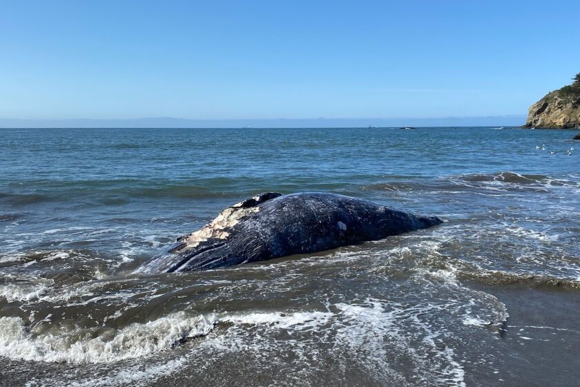 Esta foto del 8 de abril del 2021 proveída por el Centro de Mamíferos Marinos muestra a una ballena hembra adulta muerta en Muir Beach, en la Bahia de San Francisco. Cuatro ballenas grises muertas han aparecido en las playas de la Bahía de San Francisco en los últimos nueve días y los expertos dijeron el viernes que una de ellas fue golpeada por un barco. Los científicos trataban de determinar cómo murieron las otras tres.(Centro de Mamiferos Marinos vía AP)