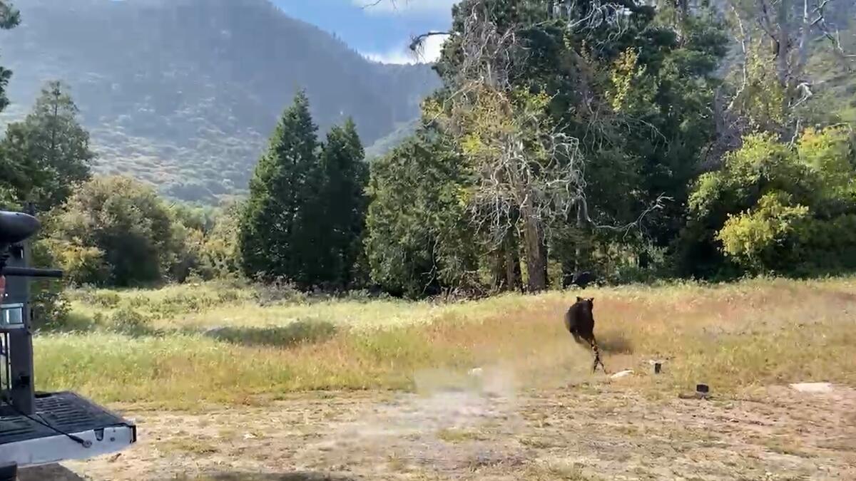 A black bear runs through the cover of trees.