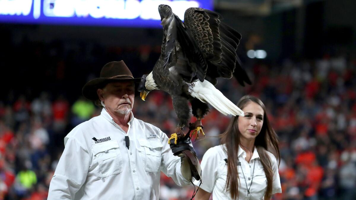 Challenger the eagle makes a safe landing during pregame ceremonies for Game 3.