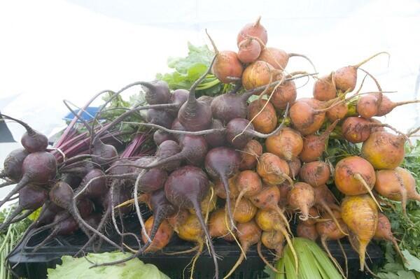 Red and golden beets