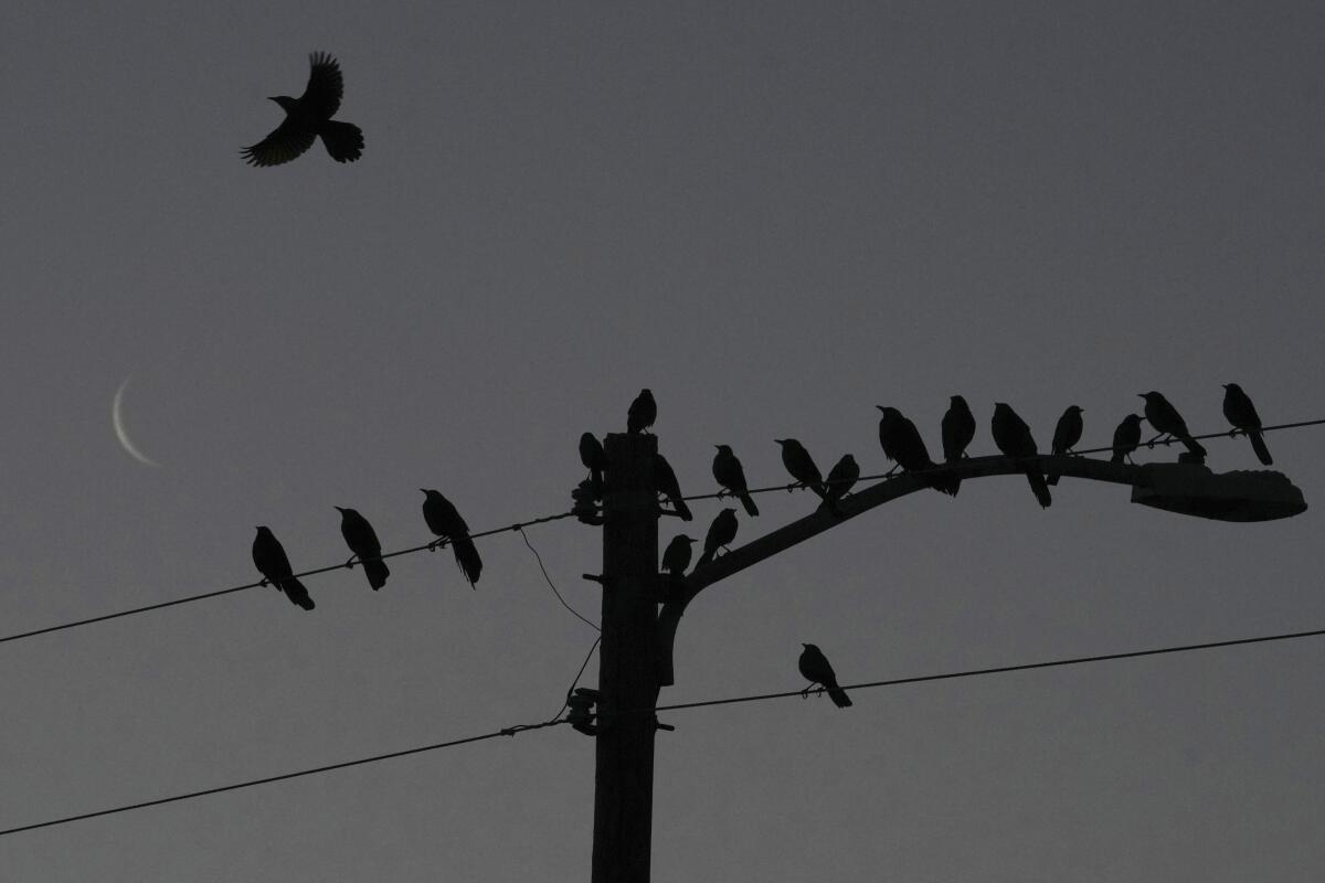 Birds rest on a power line in Hobbs, N.M.