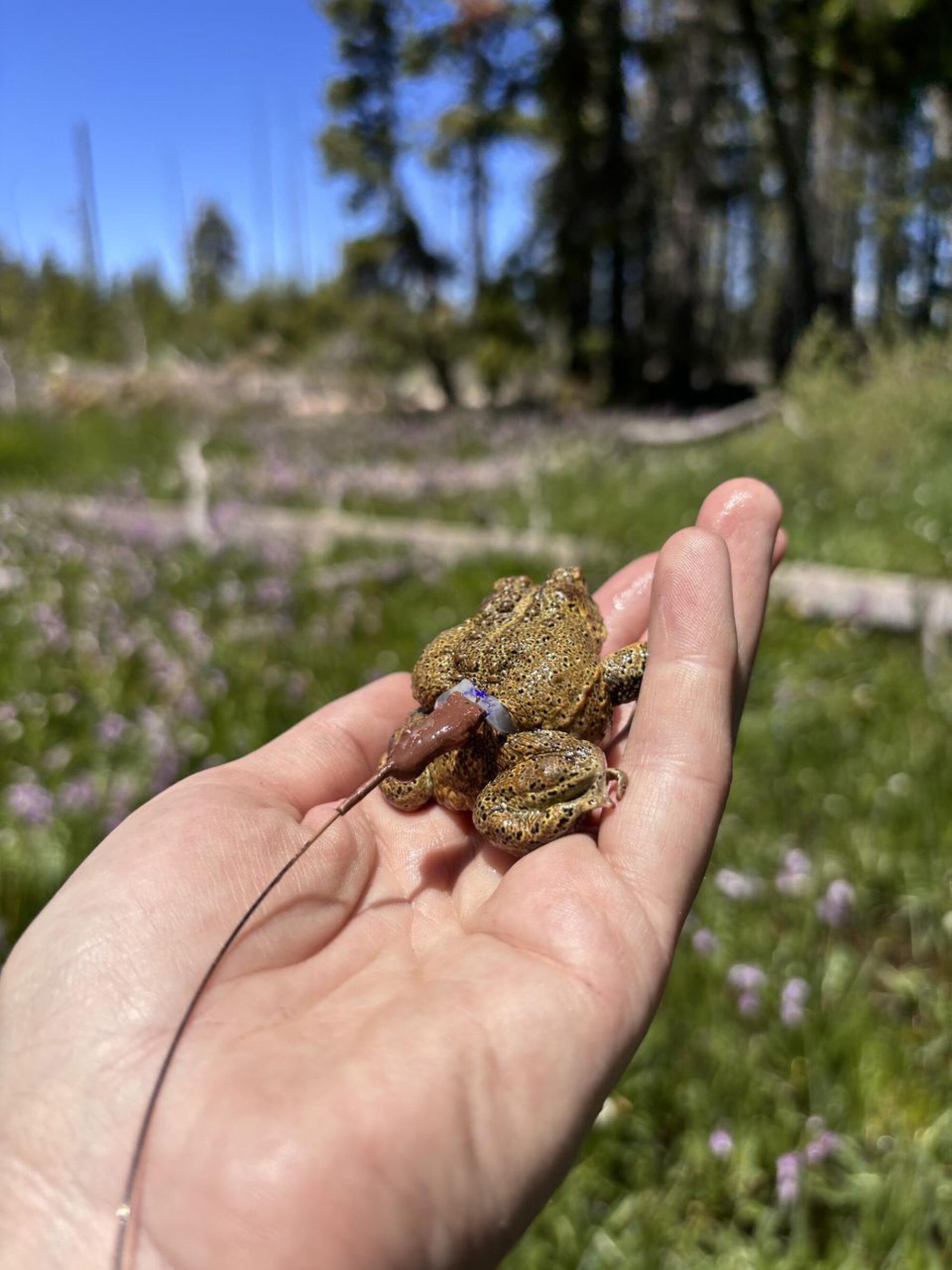 A Yosemite toad in a person's hand