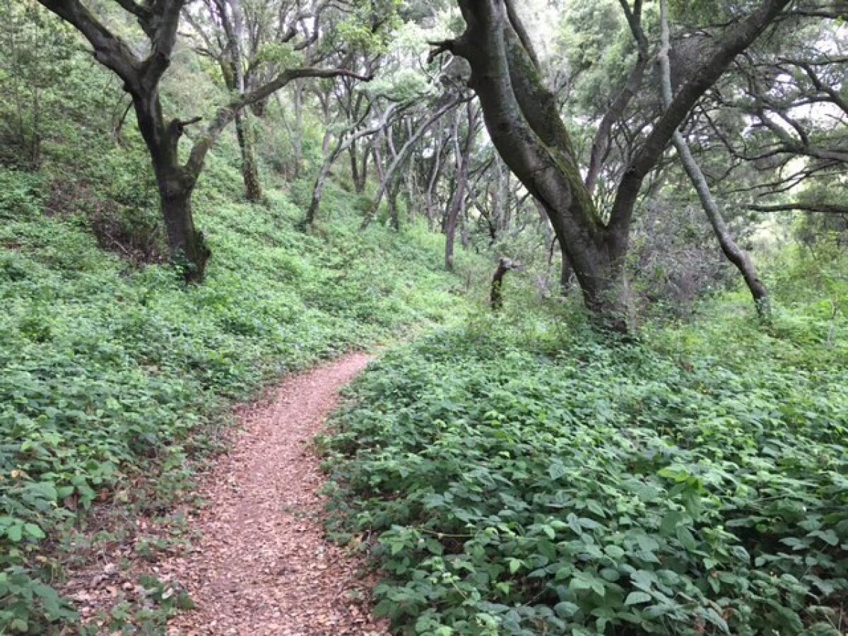 Native oaks line the Cerro Alto Trail near Paso Robles.