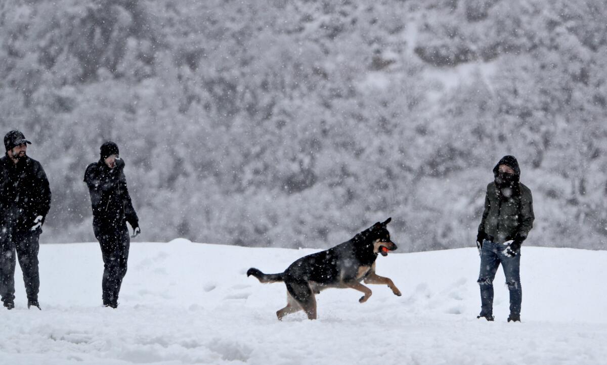 Un perro juega en la nieve en un desvío cerca del Mt. Wilson Rd. y Angeles Crest Highway (Autopista 2) en el Bosque Nacional Ángeles, al norte de La Canada Flintridge.