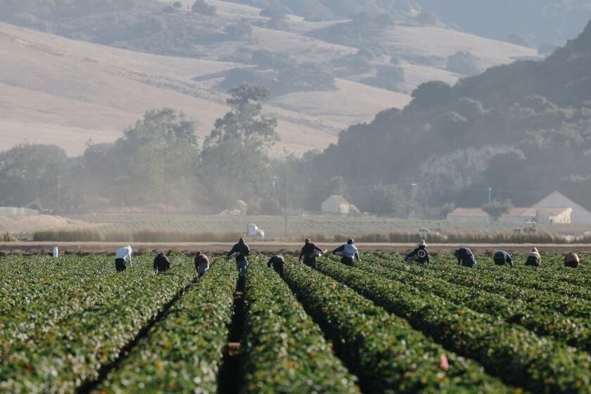 Salinas, CA - September 26: Farmworkers pick strawberries in Salinas on Tuesday, Sept. 26, 2023 in Salinas, CA. Many of the patients that Clinica de Salud del Valle de Salinas serves are farmworkers living in the area and are Spanish-speaking only. A new program by the clinic has invited Mexican, Spanish-speaking doctors to practice at the clinic and better serve the community. (Dania Maxwell / Los Angeles Times)