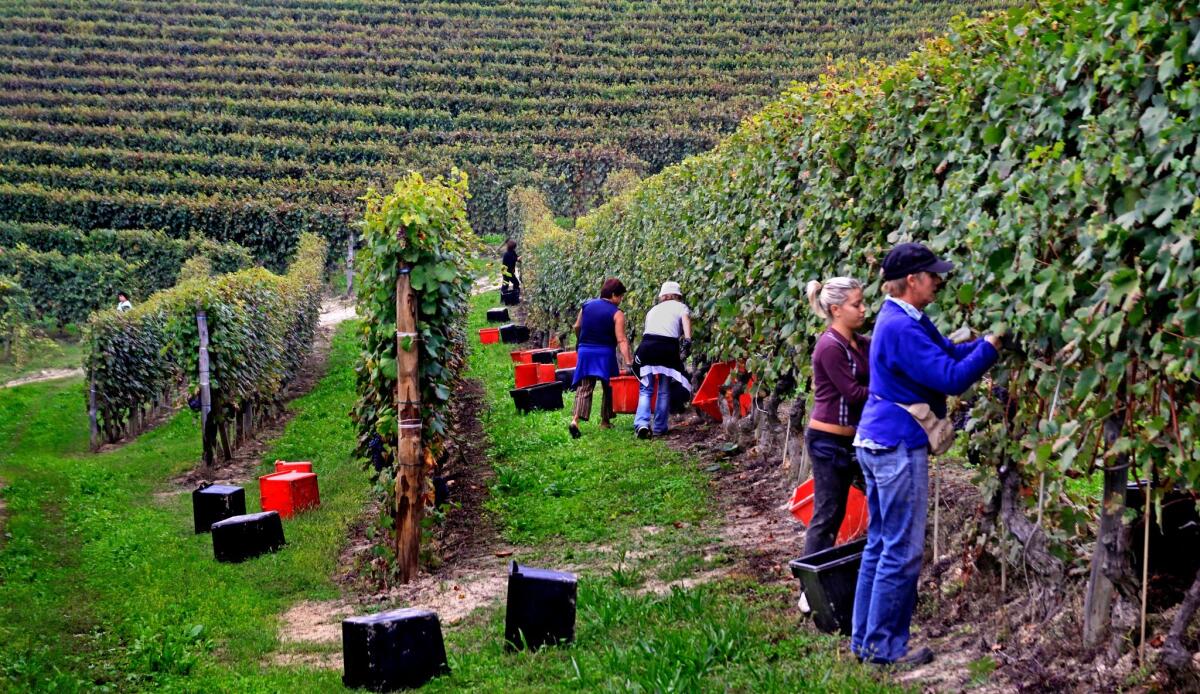 Vineyard workers in Barolo in the Italian Piedmont.
