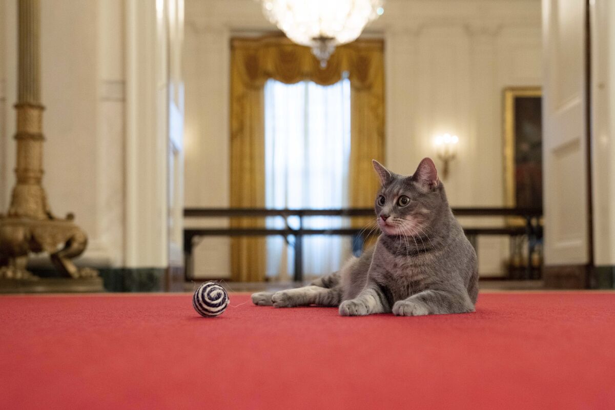 A cat rests on red carpet near a ball
