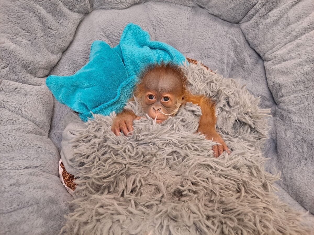 In this undated photo provided by the Audubon Zoo in New Orleans, an endangered Sumatran orangutan infant, who was born on Dec. 24, 2021, rests in New Orleans. The infant is being bottle-fed because his mother wasn't producing enough milk. (Audubon Zoo via AP)