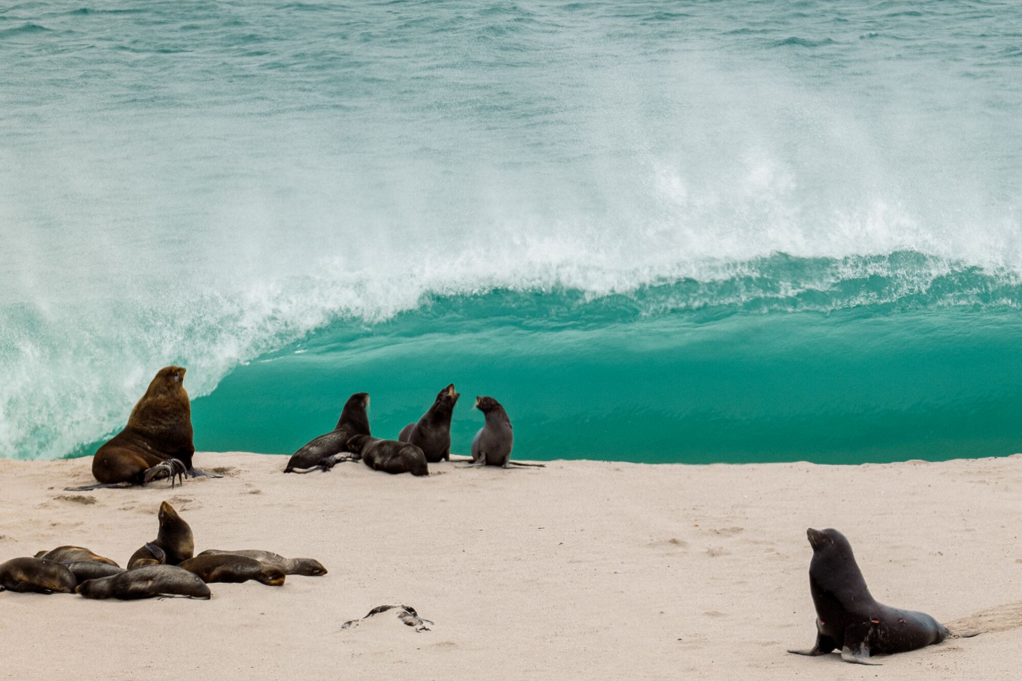 Northern fur seals in front of a crashing wave.