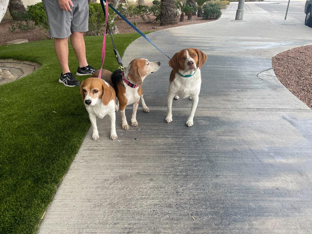 Three beagles together at the end of a leash