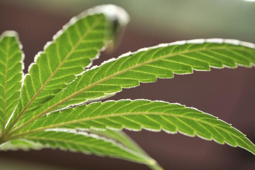 FILE - This May 20, 2019, file photo, shows a marijuana leaf on a plant at a cannabis grow in Gardena, Calif. Voters in four states could embrace broad legal marijuana sales on Election Day, setting the stage for a watershed year for the industry that could snowball into neighboring states as well as reshape policy on Capitol Hill. The Nov. 3, 2020, contests will take place in markedly different regions of the country, New Jersey, Arizona, South Dakota and Montana and approval of the proposals would highlight how public acceptance of cannabis is cutting across geography, demographics and the nation's deep political divide. (AP Photo/Richard Vogel, File)