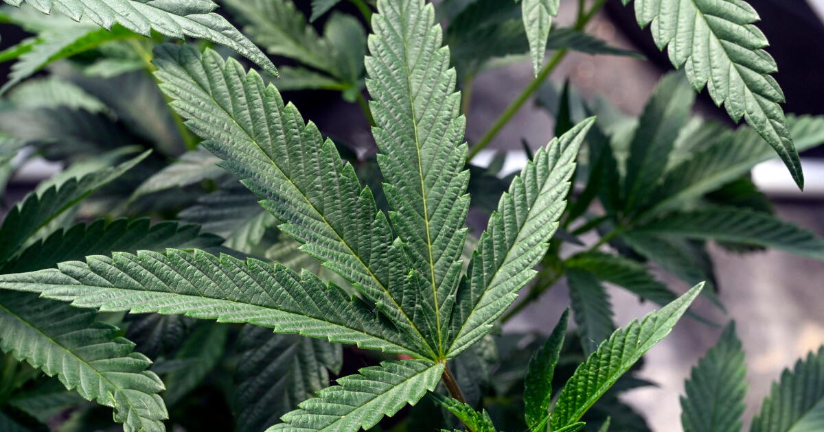 Pot Veb It's possible to get addicted to pot. Here's what to know - Los Angeles ...