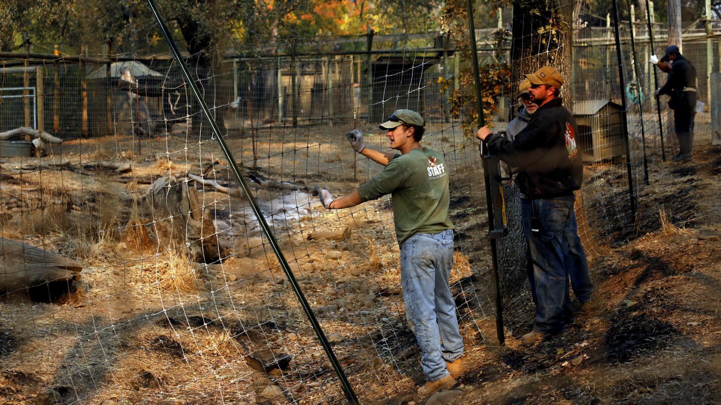 After fires razed their homes, wildlife park workers find relief caring for animals