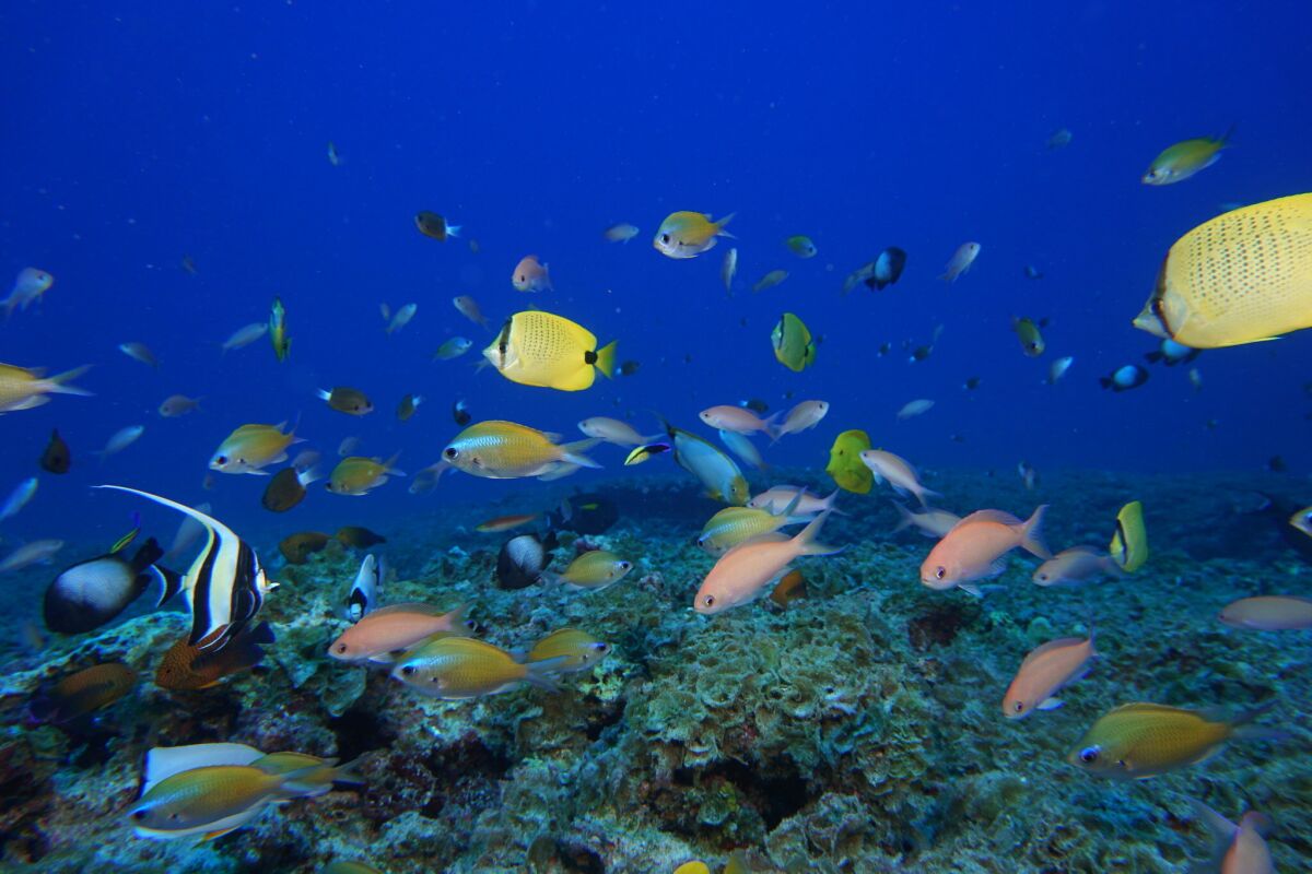 Fish swim in a Hawaiian reef